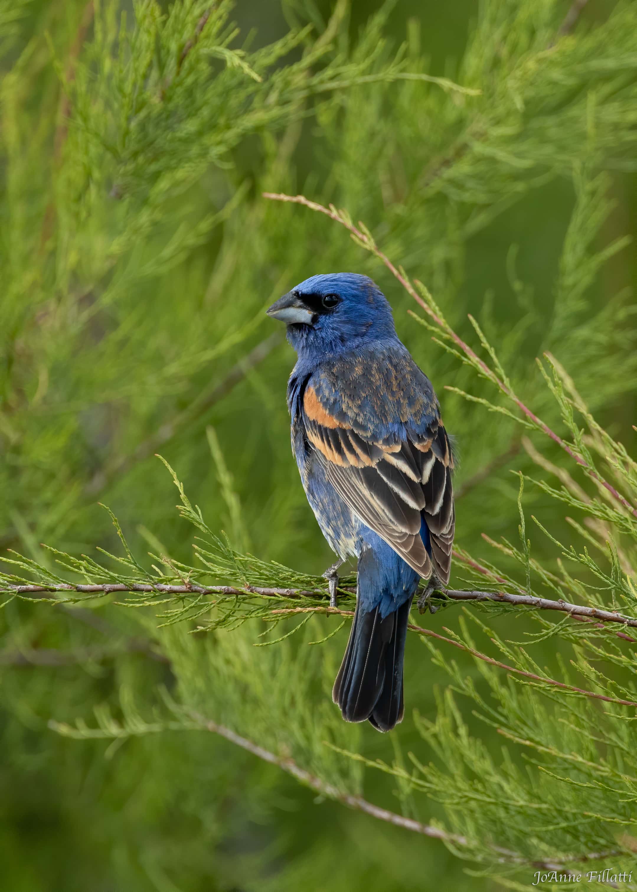 bird of California image 11